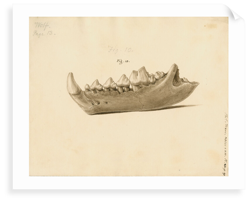Fossil wolf jaw by William Clift