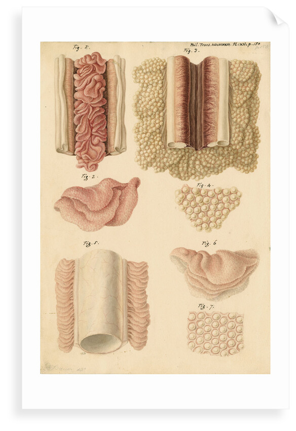 Ovaries and testes of the lamprey and conger eel by Franz Andreas Bauer