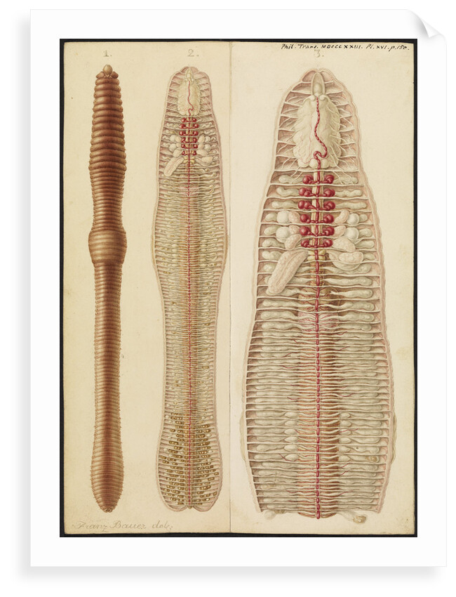 Earthworm by Franz Andreas Bauer