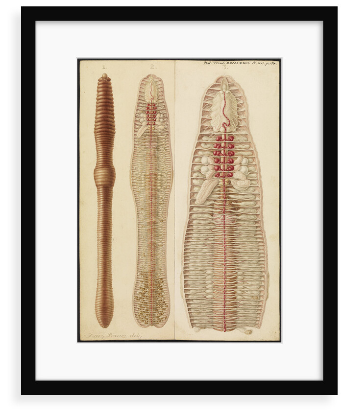 Earthworm by Franz Andreas Bauer