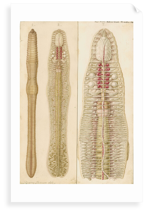 Earthworm by Franz Andreas Bauer
