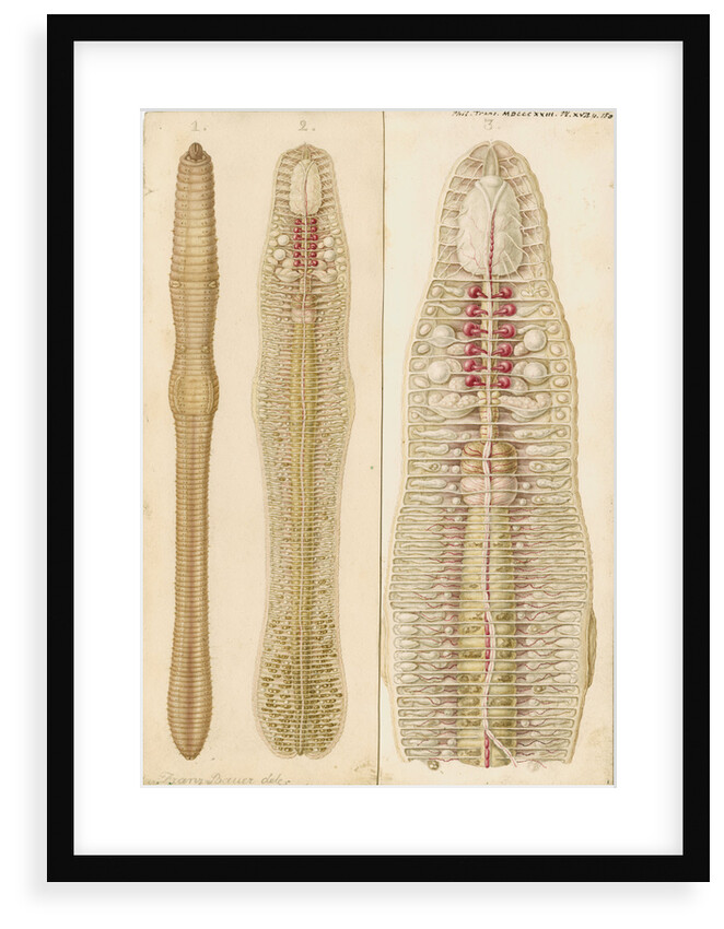 Earthworm by Franz Andreas Bauer