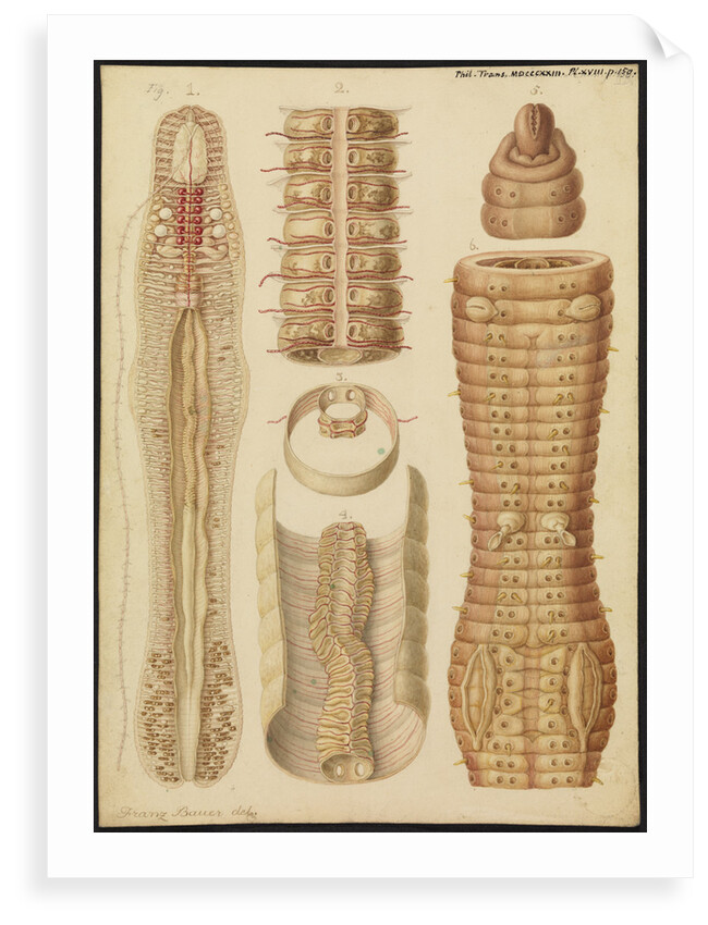 Earthworm by Franz Andreas Bauer