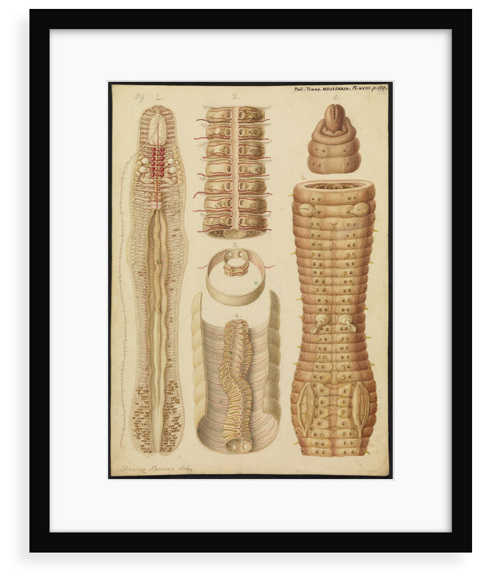Earthworm by Franz Andreas Bauer