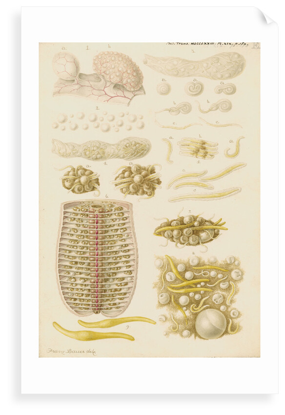 Earthworm eggs and their development by Franz Andreas Bauer