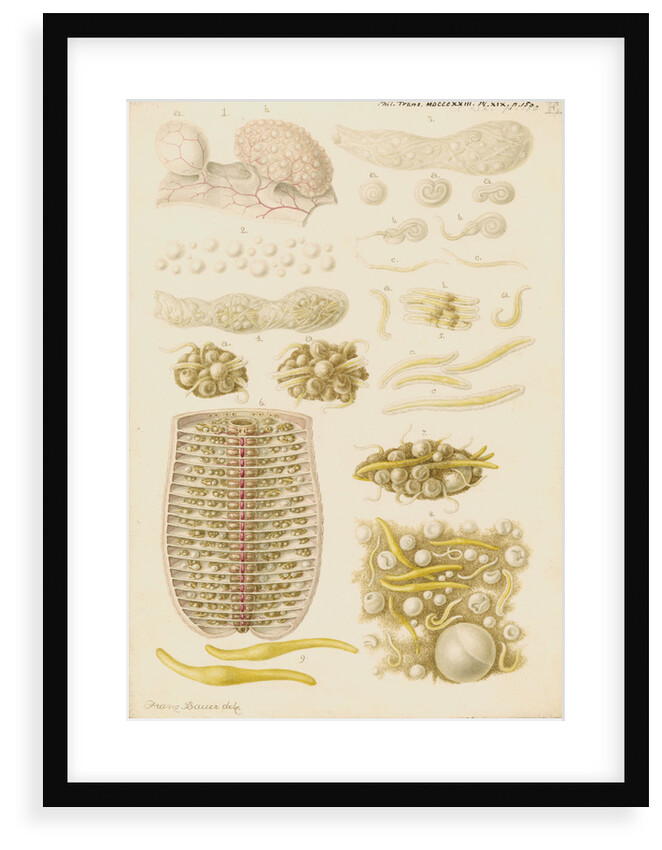 Earthworm eggs and their development by Franz Andreas Bauer