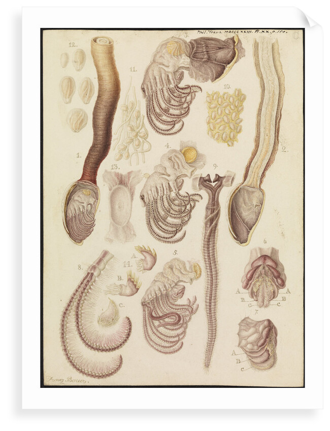 Barnacles by Franz Andreas Bauer
