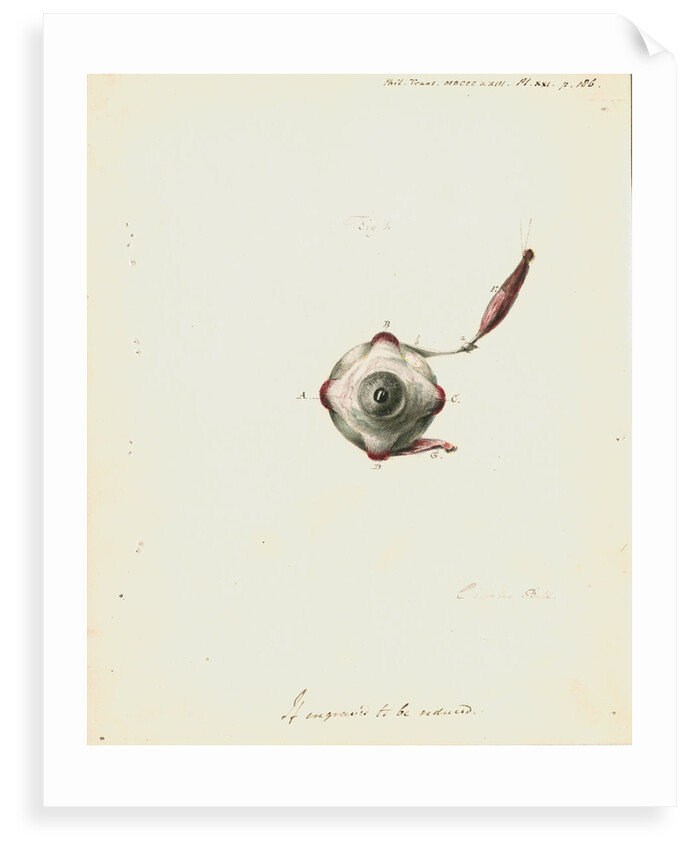 The human eye by Charles Bell