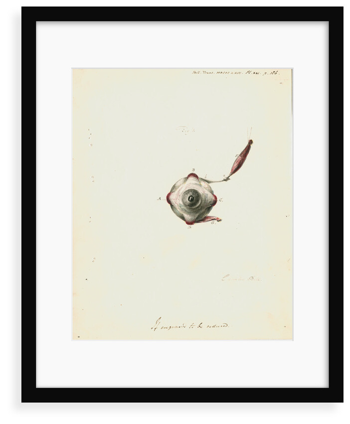 The human eye by Charles Bell