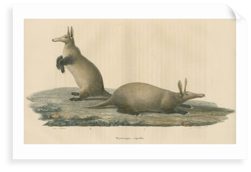 'Orycteropus capensis' [Aardvark] by F Keller