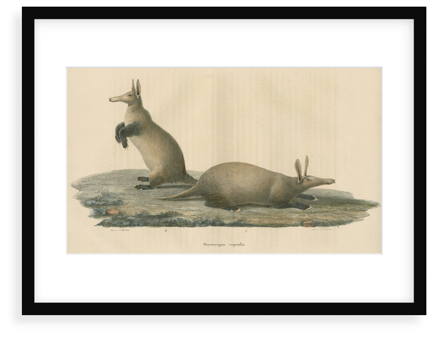 'Orycteropus capensis' [Aardvark] by F Keller
