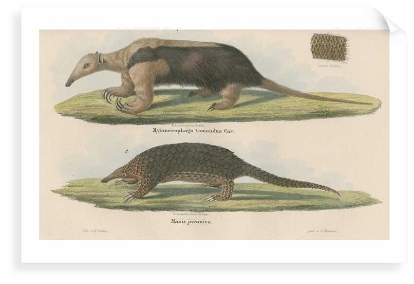 'Myremecophaga tamandua' [Giant anteater] and 'Manis javanica' [Sunda pangolin] by F Keller
