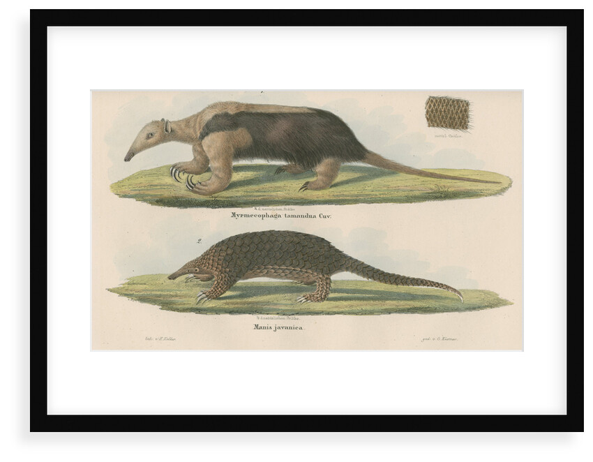 'Myremecophaga tamandua' [Giant anteater] and 'Manis javanica' [Sunda pangolin] by F Keller