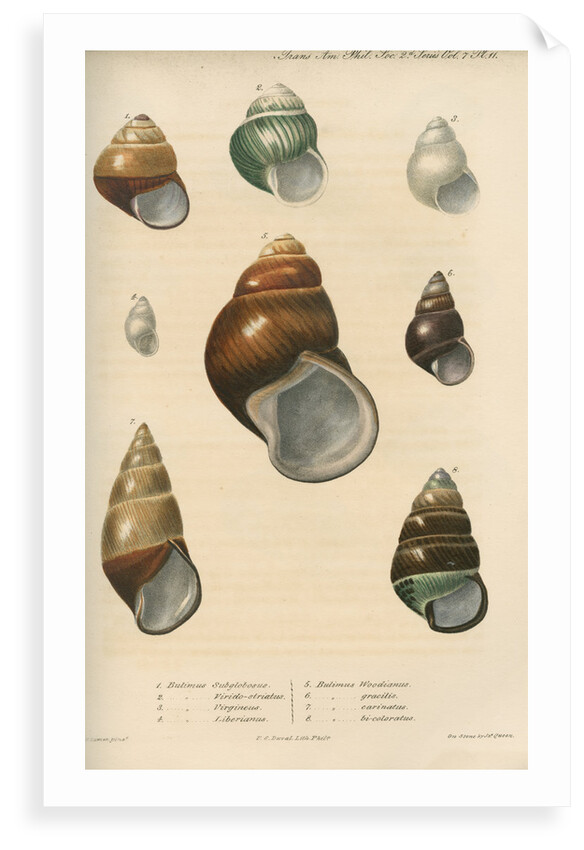 Freshwater snail shells by Peter S Duval