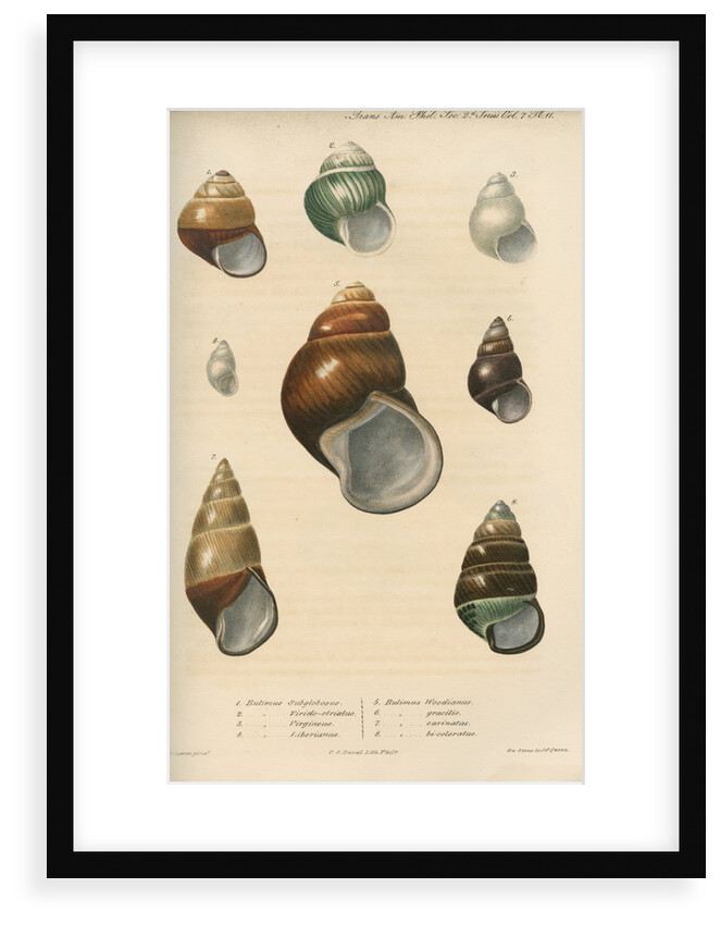 Freshwater snail shells by Peter S Duval