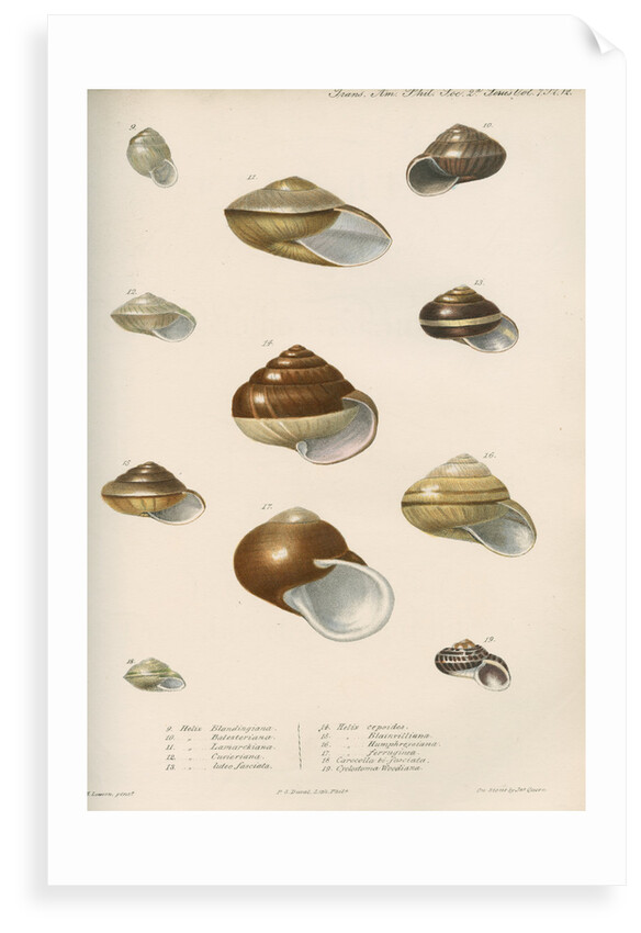 Land snail shells by Peter S Duval