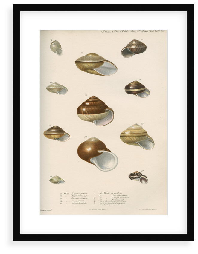 Land snail shells by Peter S Duval