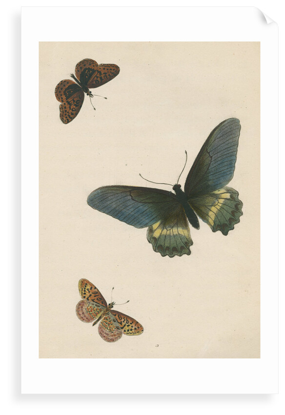 Butterflies of North and South America by Maria Eleonora Hochecker