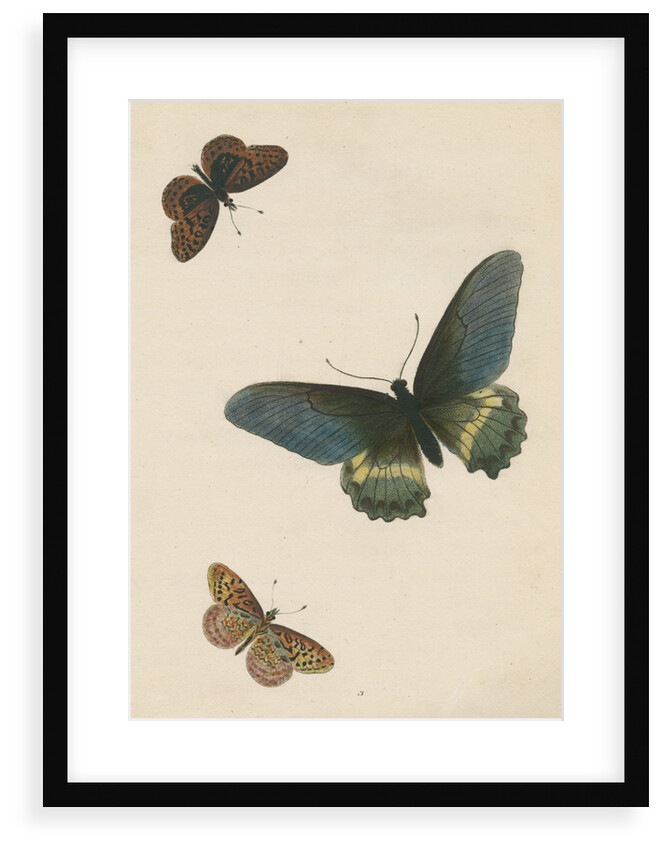 Butterflies of North and South America by Maria Eleonora Hochecker