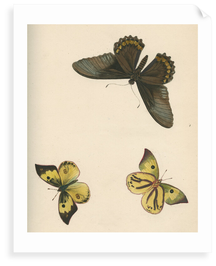 Butterflies of North and South America by Maria Eleonora Hochecker