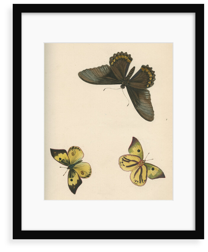 Butterflies of North and South America by Maria Eleonora Hochecker