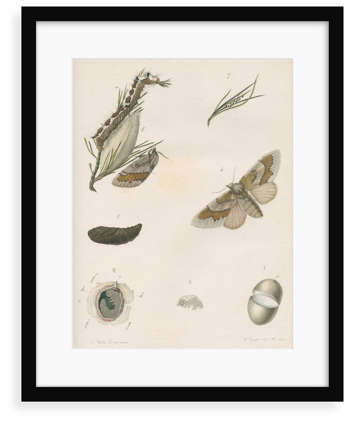 Life cycle of the Pine hawk moth by W Siegrist
