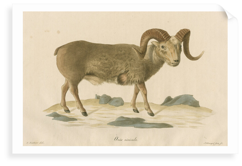 'Ovis nivicola' [Snow sheep] by J Gumpel junior