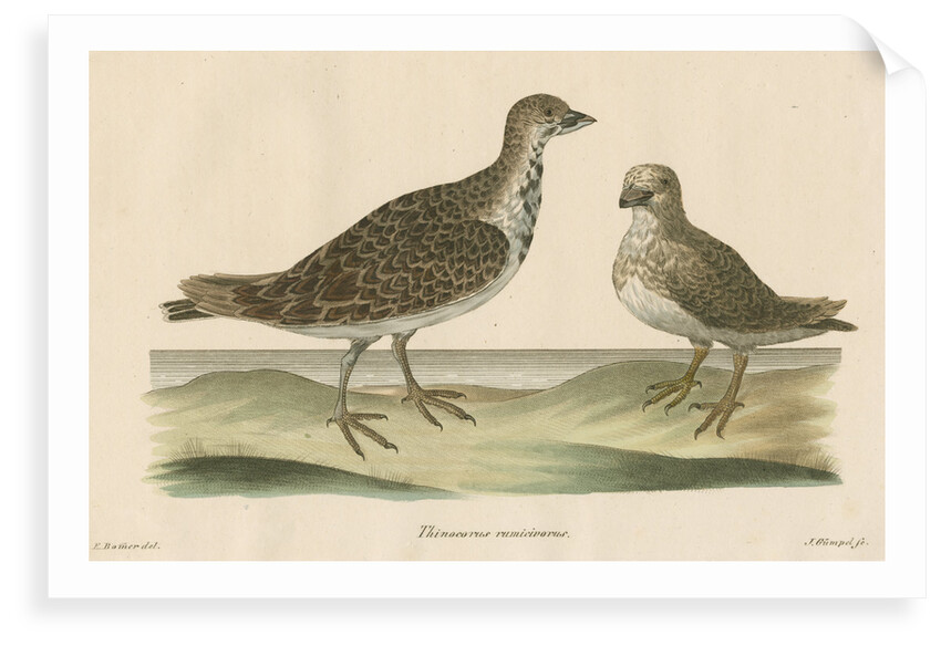 'Thinocorus rumicivorus' [Least seedsnipe] by J Gumpel junior