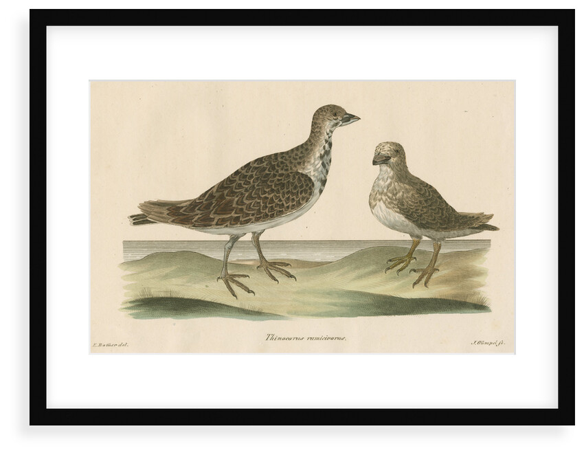 'Thinocorus rumicivorus' [Least seedsnipe] by J Gumpel junior
