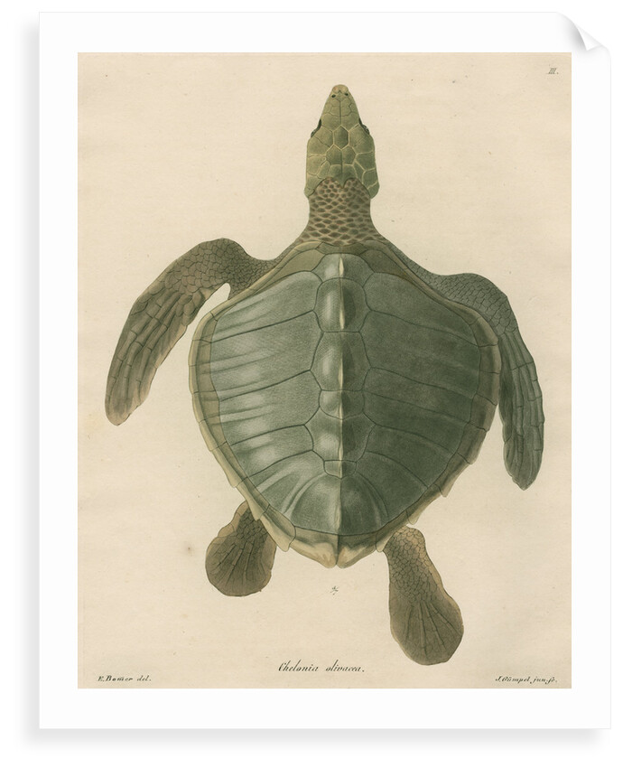 'Chelonia olivacea' [Olive Ridley sea turtle] by J Gumpel junior