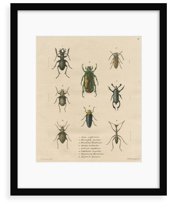 Eight specimens of beetles by J Gumpel junior