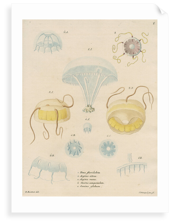 Five specimens of hydrozoa by J Gumpel junior