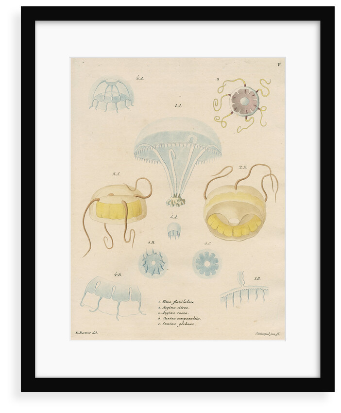 Five specimens of hydrozoa by J Gumpel junior