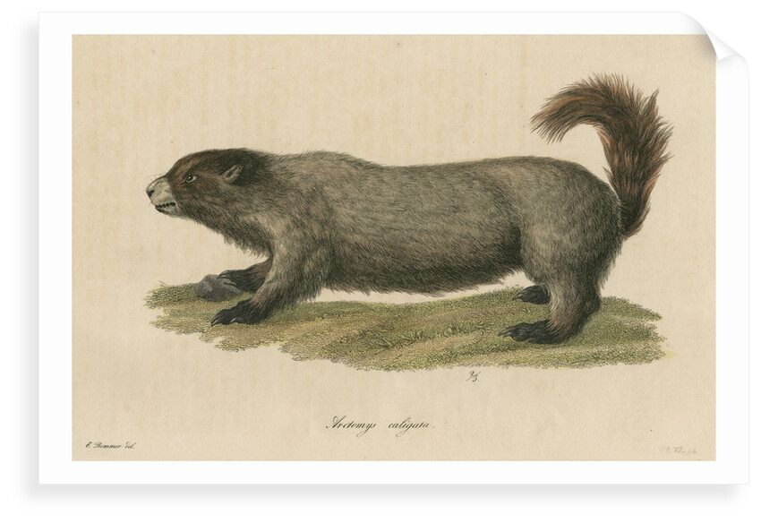 'Arctomys caligata' [Hoary marmot] by C E Weber