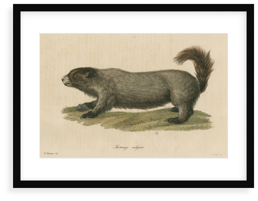 'Arctomys caligata' [Hoary marmot] by C E Weber