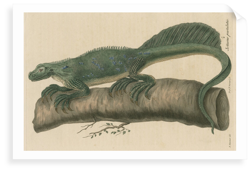 'Istiurus pustulatus' [Philippine sailfin lizard] by Friedrich Guimpel