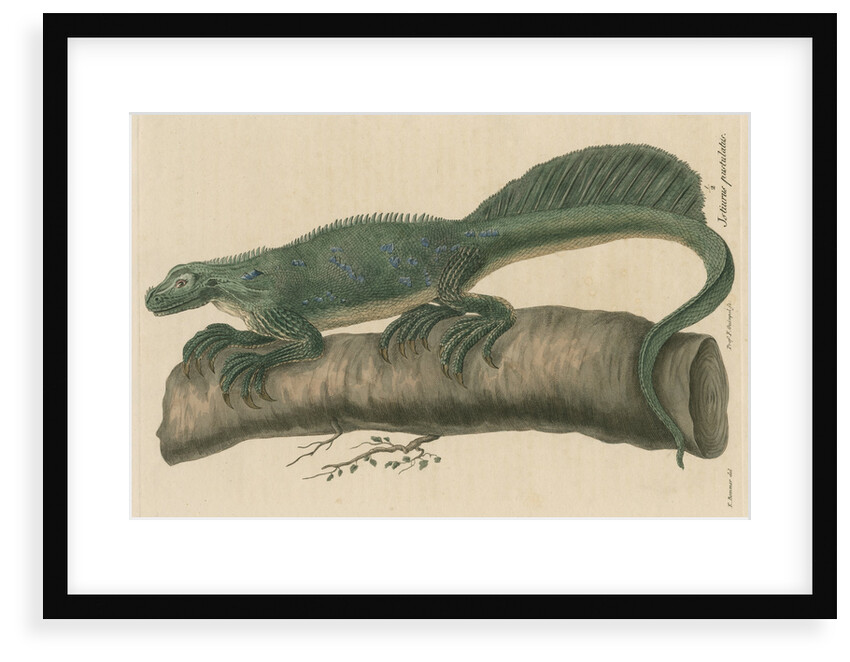 'Istiurus pustulatus' [Philippine sailfin lizard] by Friedrich Guimpel