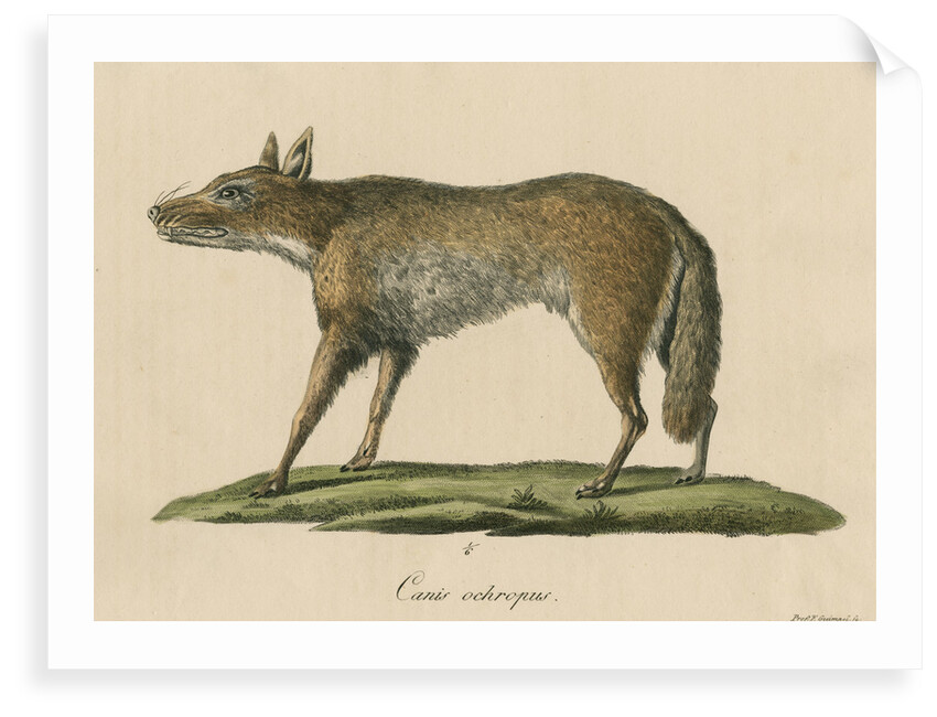 'Canis ochropus' [California valley coyote] by Friedrich Guimpel