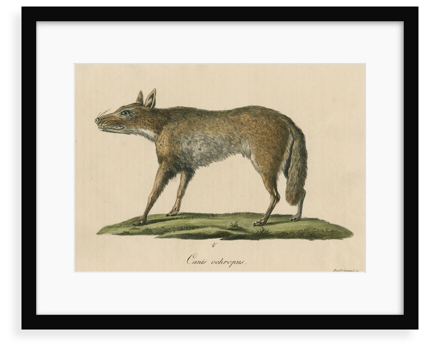 'Canis ochropus' [California valley coyote] by Friedrich Guimpel