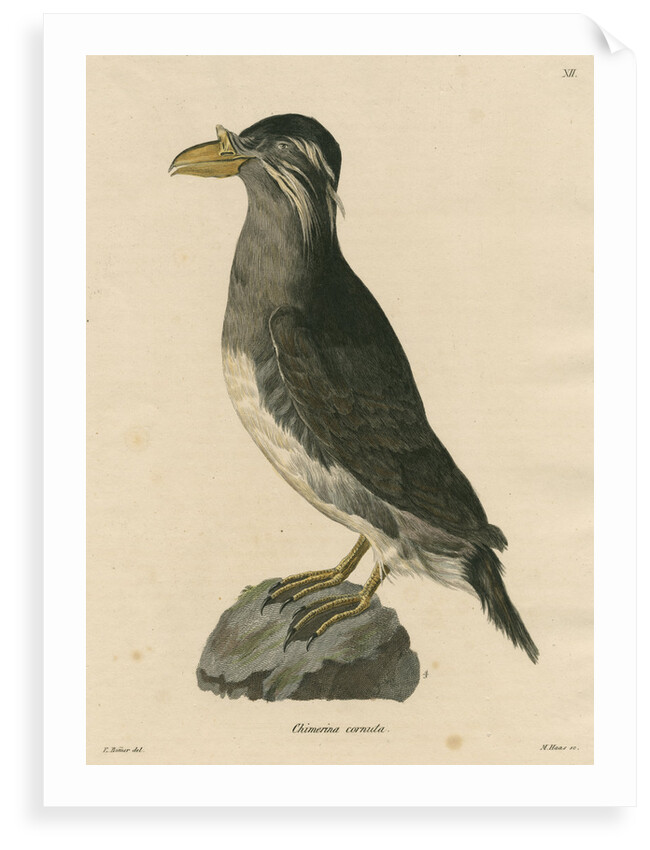 'Chimerina cornuta' [Rhinoceros auklet] by Meno Haas