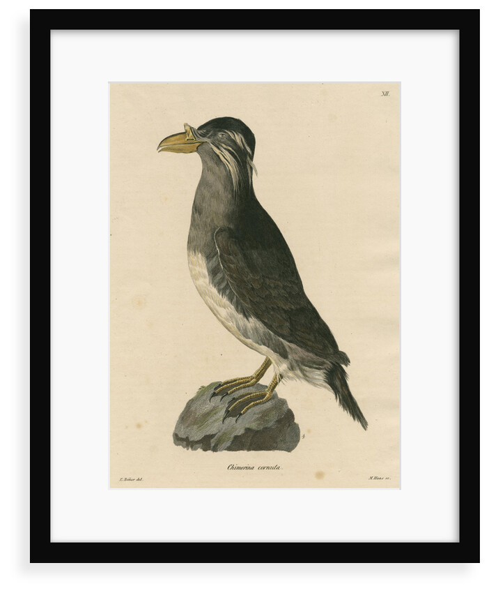 'Chimerina cornuta' [Rhinoceros auklet] by Meno Haas