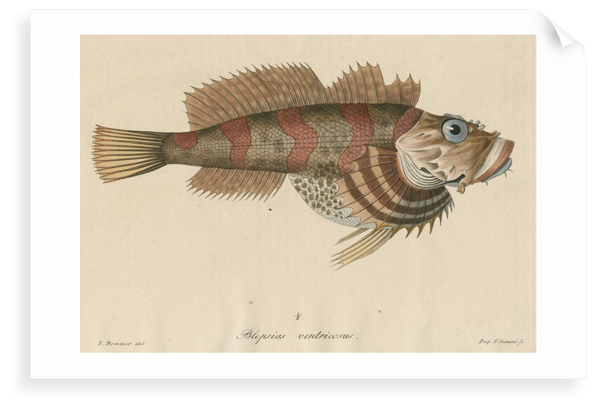 'Blepsias ventricosus' [Red Irish Lord fish] by Friedrich Guimpel