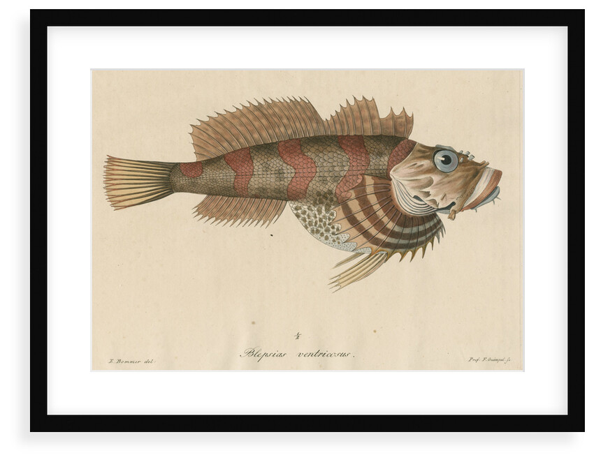 'Blepsias ventricosus' [Red Irish Lord fish] by Friedrich Guimpel