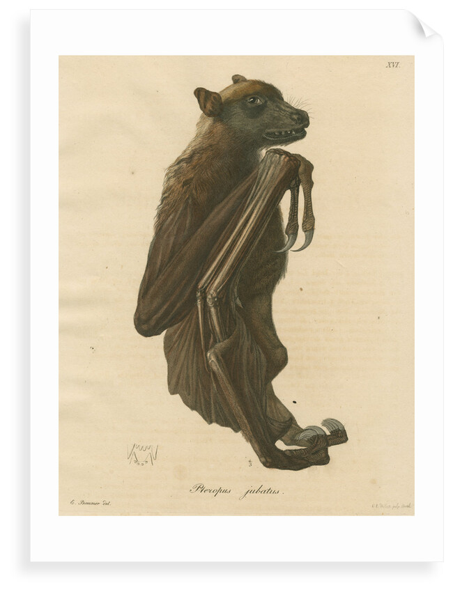 'Pteropus jubatus' [Flying fox] by C E Weber