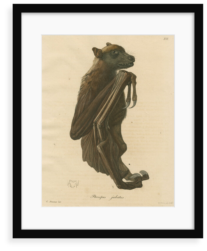 'Pteropus jubatus' [Flying fox] by C E Weber