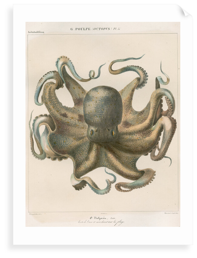 'Octopus vulagaris' [Common octopus] by Antoine Toussaint de Chazal