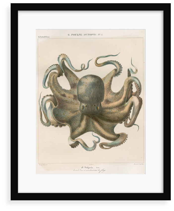 'Octopus vulagaris' [Common octopus] by Antoine Toussaint de Chazal
