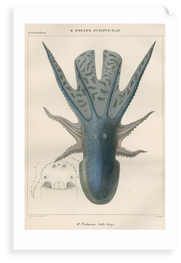 'Octopus violaceus' [Violet blanket octopus] by Antoine Toussaint de Chazal