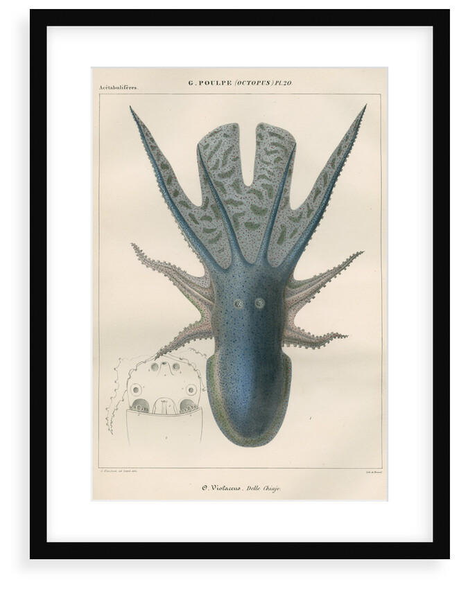 'Octopus violaceus' [Violet blanket octopus] by Antoine Toussaint de Chazal
