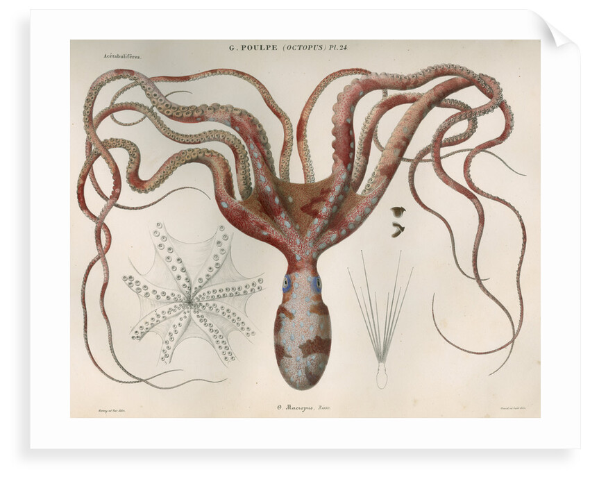 'Octopus macropus' [Atlantic white-spotted octopus] by Antoine Toussaint de Chazal